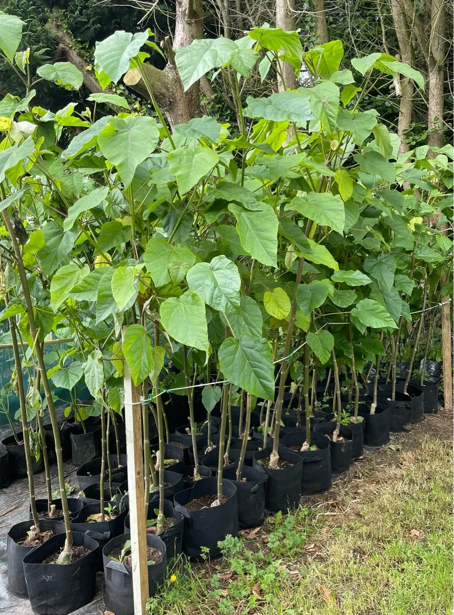 Paulownia Elongata - Image 1