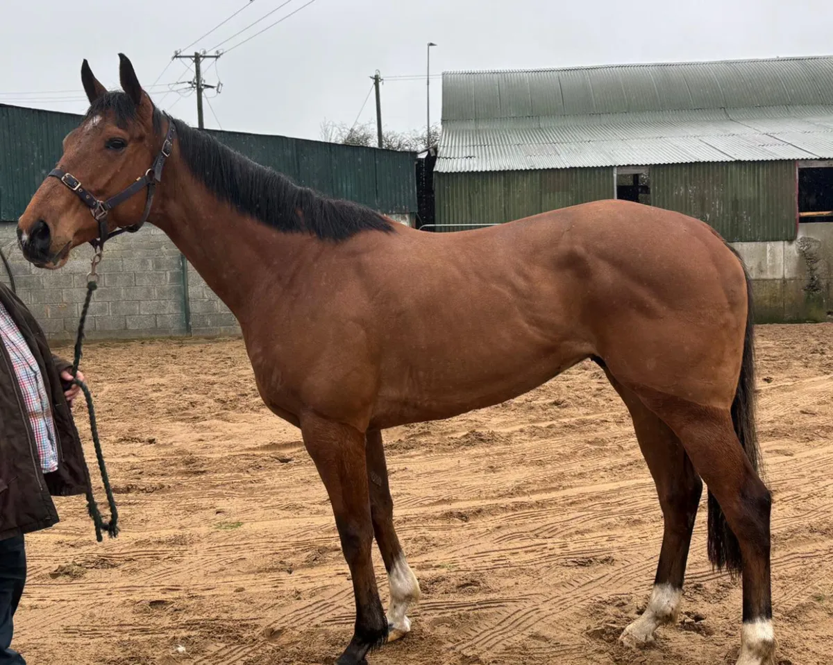 Thoroughbreds wanted - Image 4