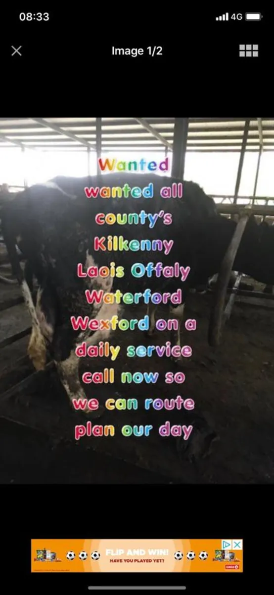 We buy all types of cattle