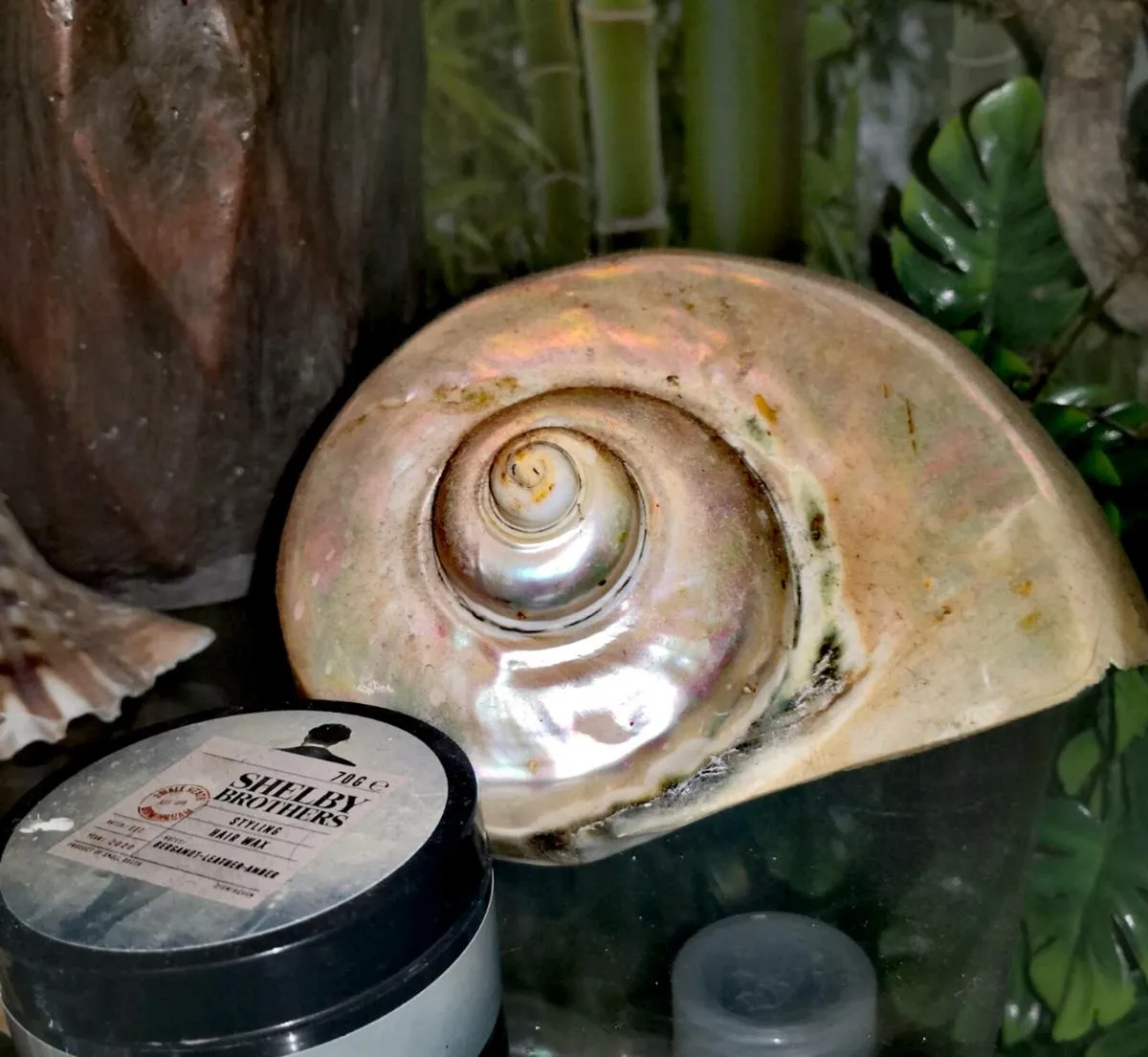 Ultra rare Large turban snail shell 16cm!!! - Image 2