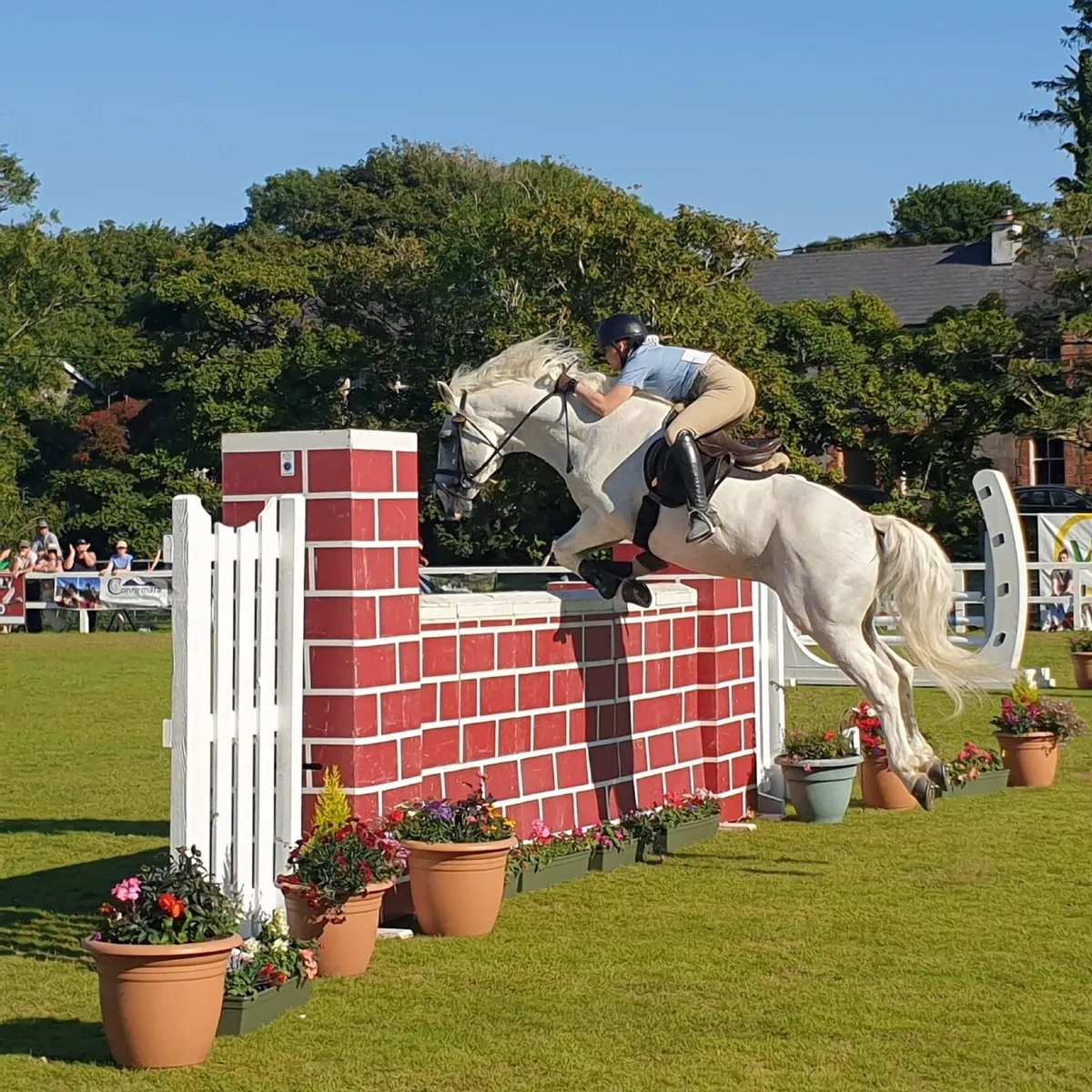 Clifden Silver Class 1 Connemara Stallion AT STUD - Image 1