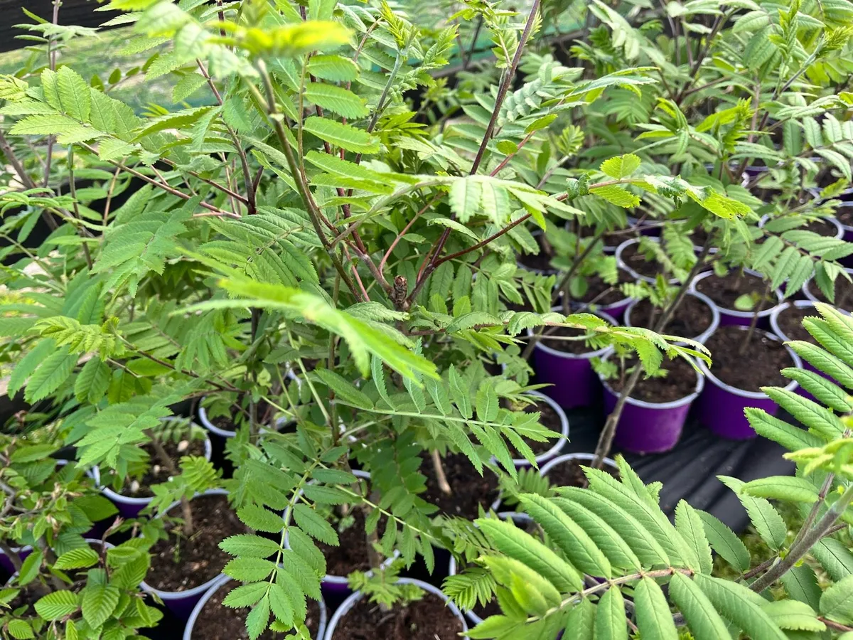 Griselinia, Laurel, Red robin fast growing hedge!! - Image 4