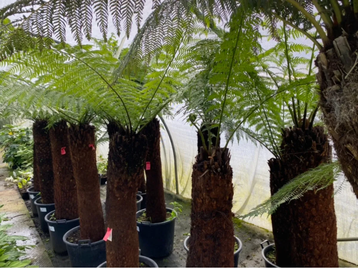 Tree Ferns - Image 1