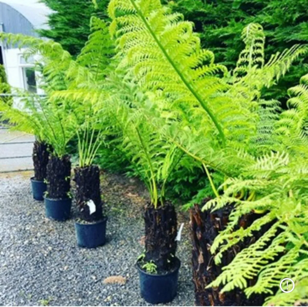 Tree Ferns - Image 2