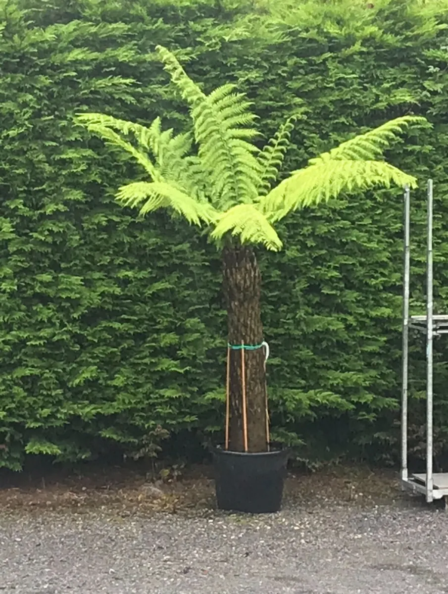 Tree Ferns - Image 3