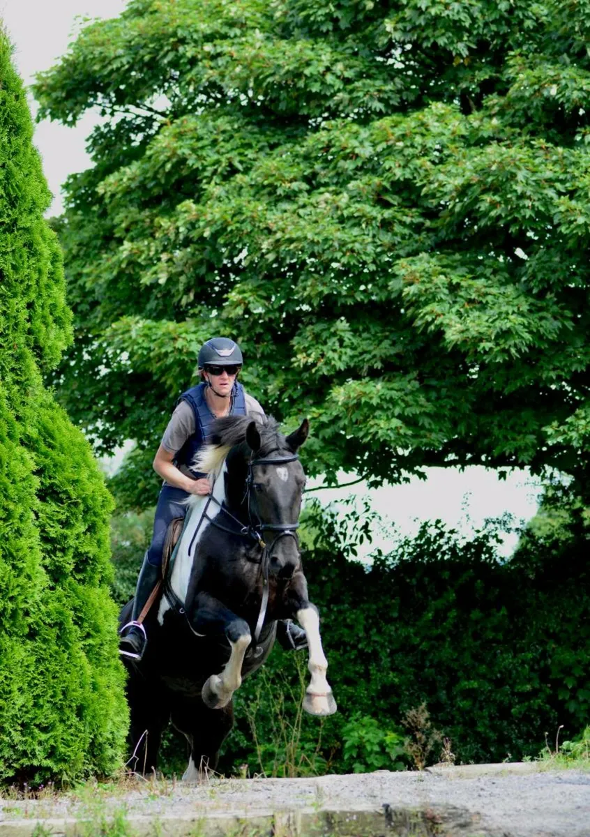 ***Full Livery Vacancy Available*** - Image 1