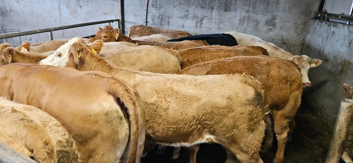 ** West of Ireland Store Heifers ** - Image 4