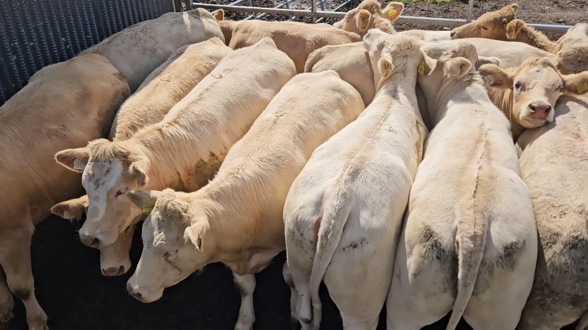 ** West of Ireland Store Heifers ** - Image 1