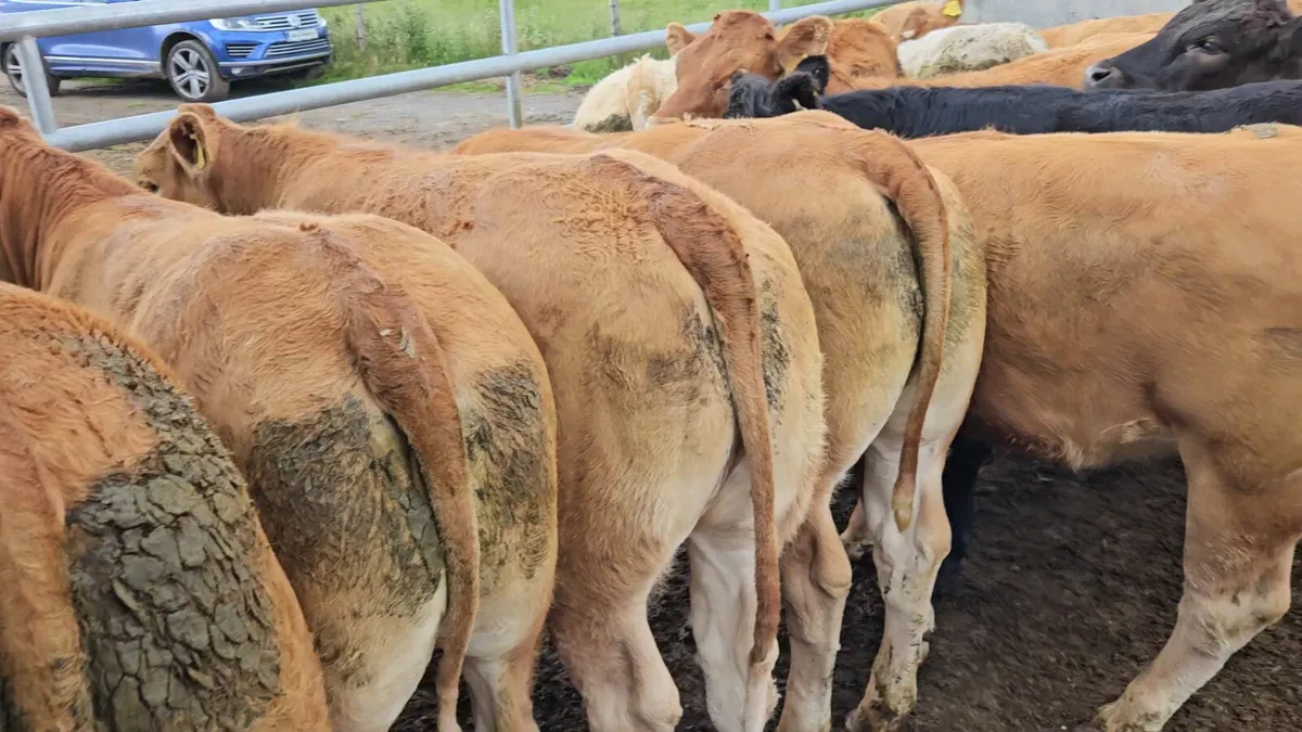 ** Super Store Heifers 370-420kgs** - Image 1