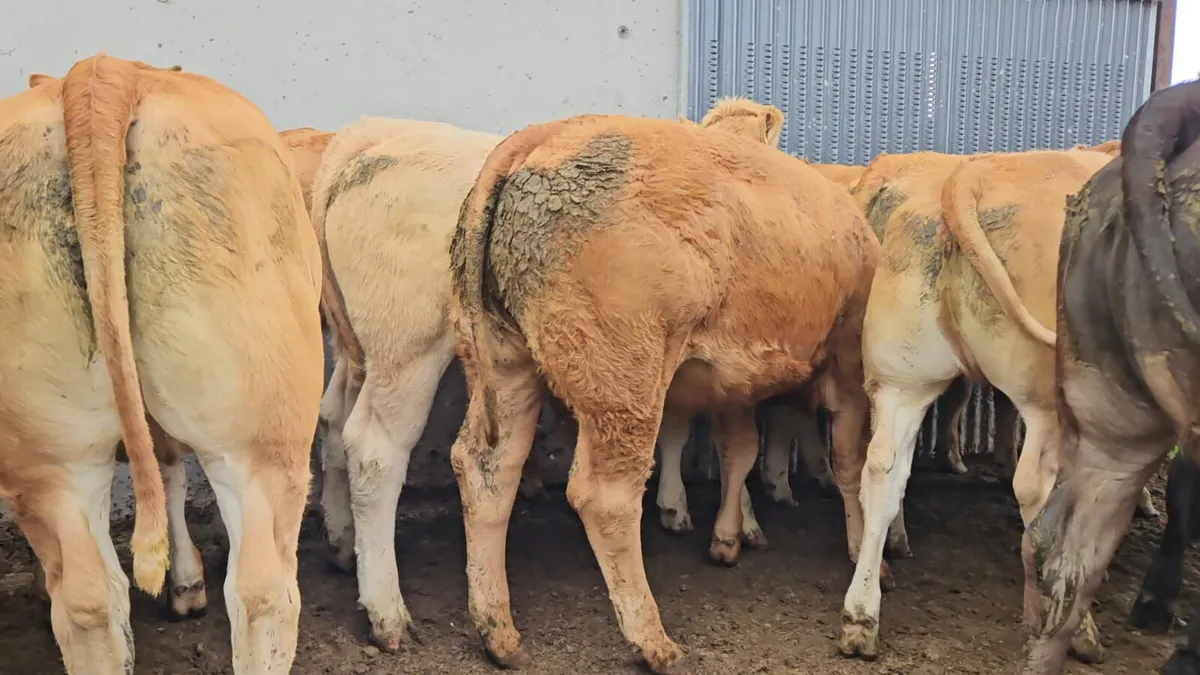 ** Super Store Heifers 370-420kgs** - Image 2