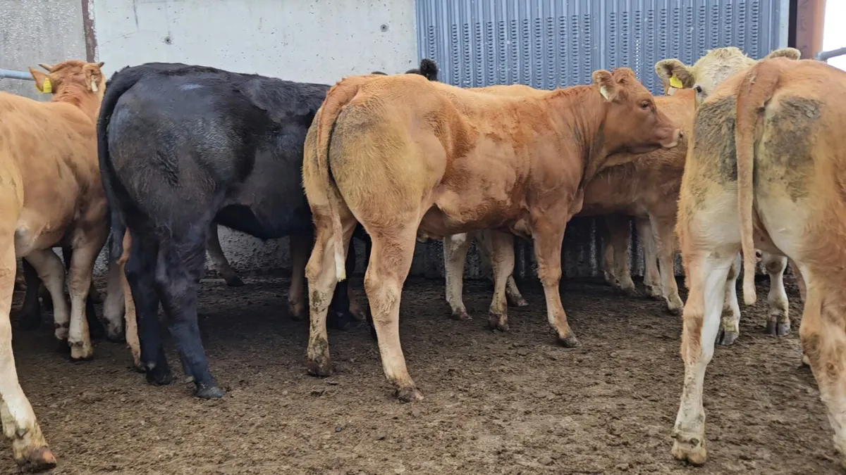** Super Store Heifers 370-420kgs** - Image 1