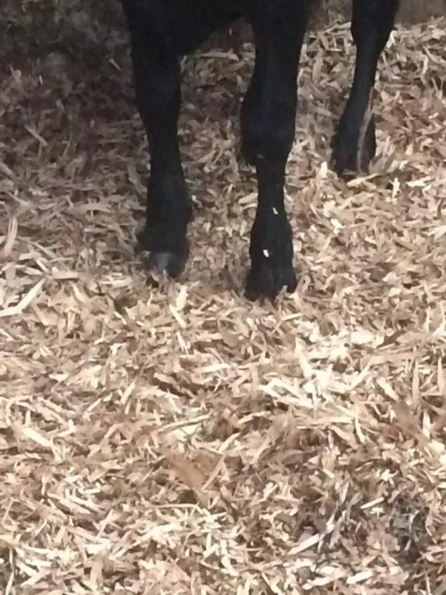 Wood Peelings BIG BAGS. Beat the price of straw - Image 1