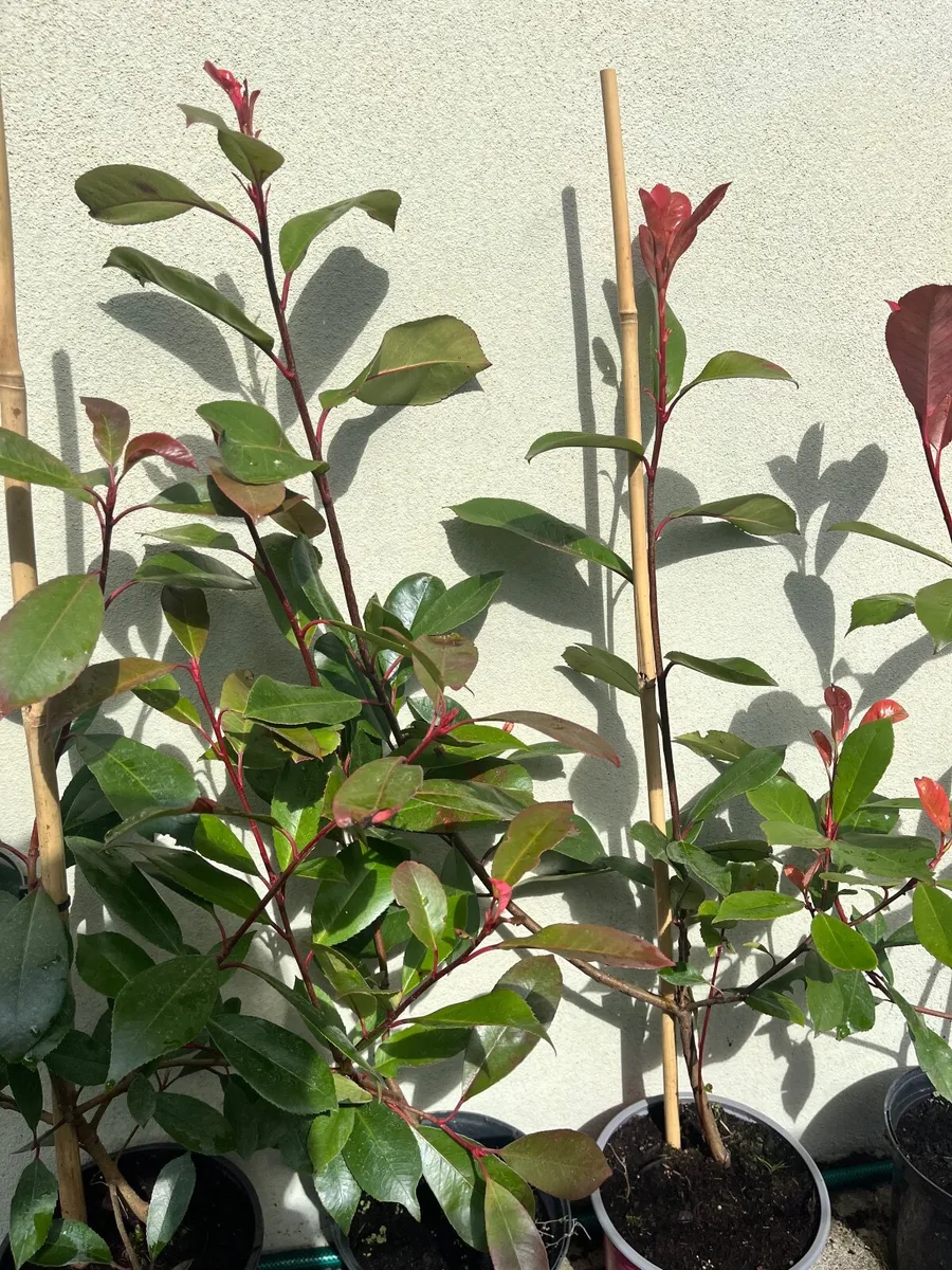 Red Robin & Laurel hedges tree - shrub - screening - Image 3