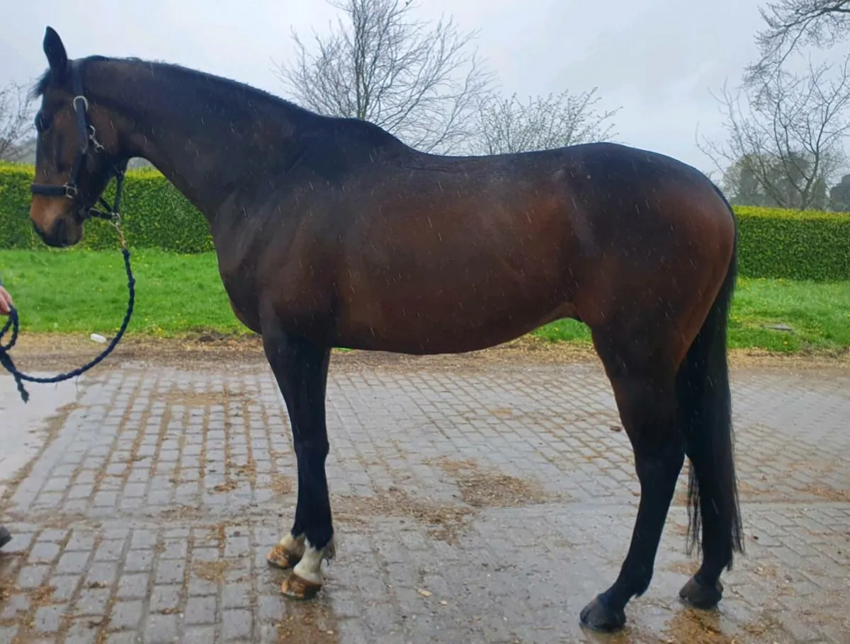 Sales, schooling and competition livery - Image 3