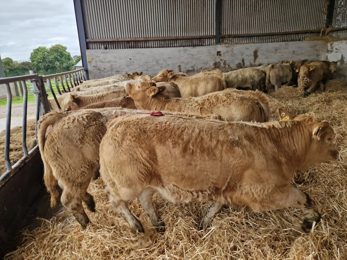 Heifers for 2026 - Image 2