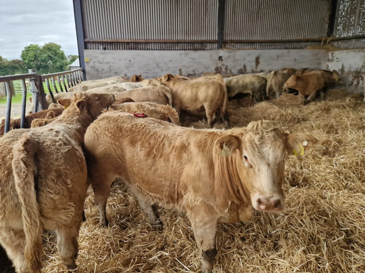 Heifers for 2026 - Image 4