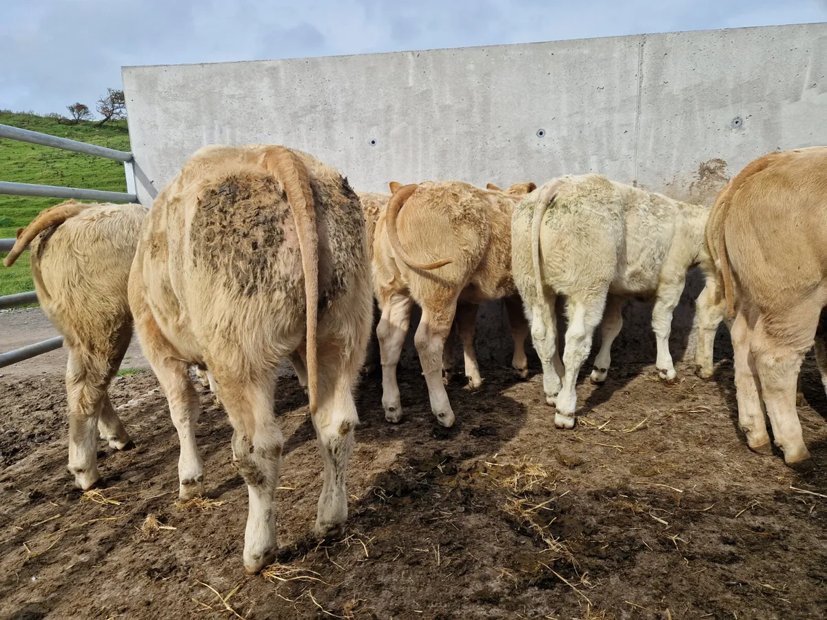 Super U+ Grade Heifers - Image 4