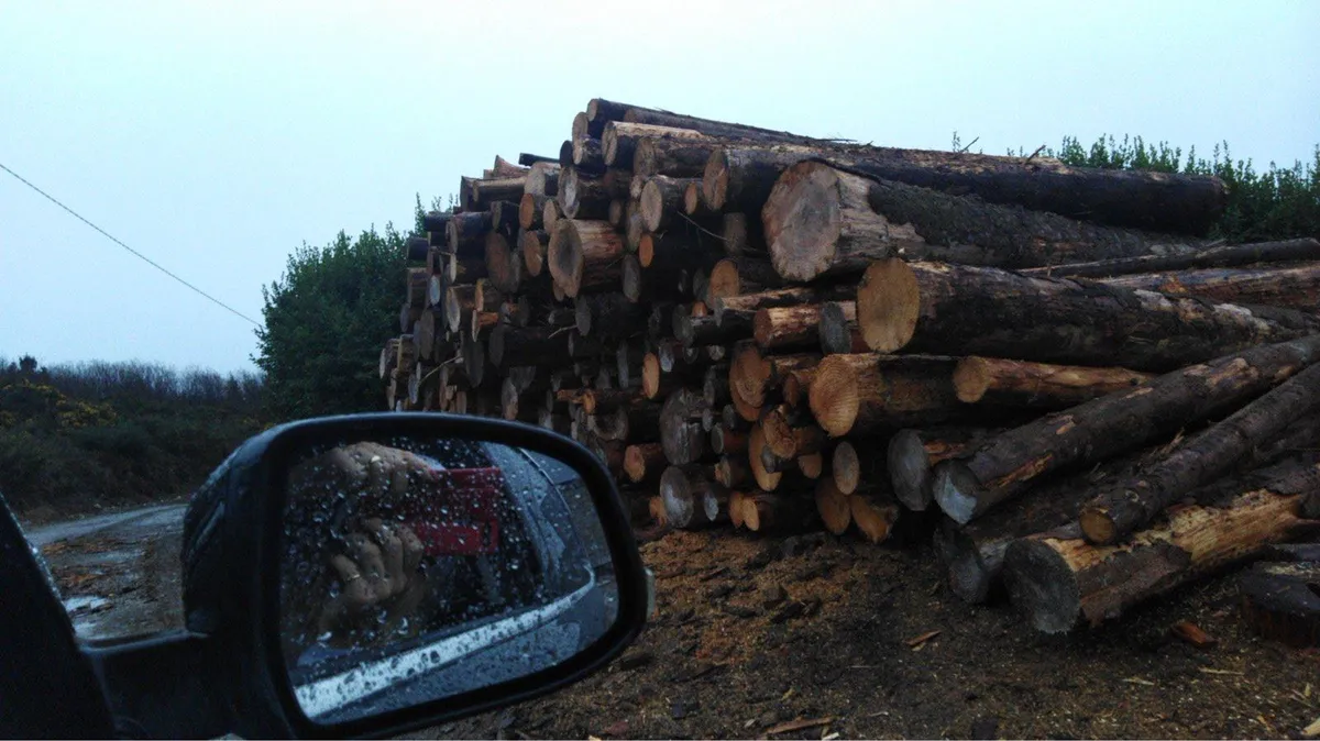 SEASONED FIREWOOD (softwood) - Image 4