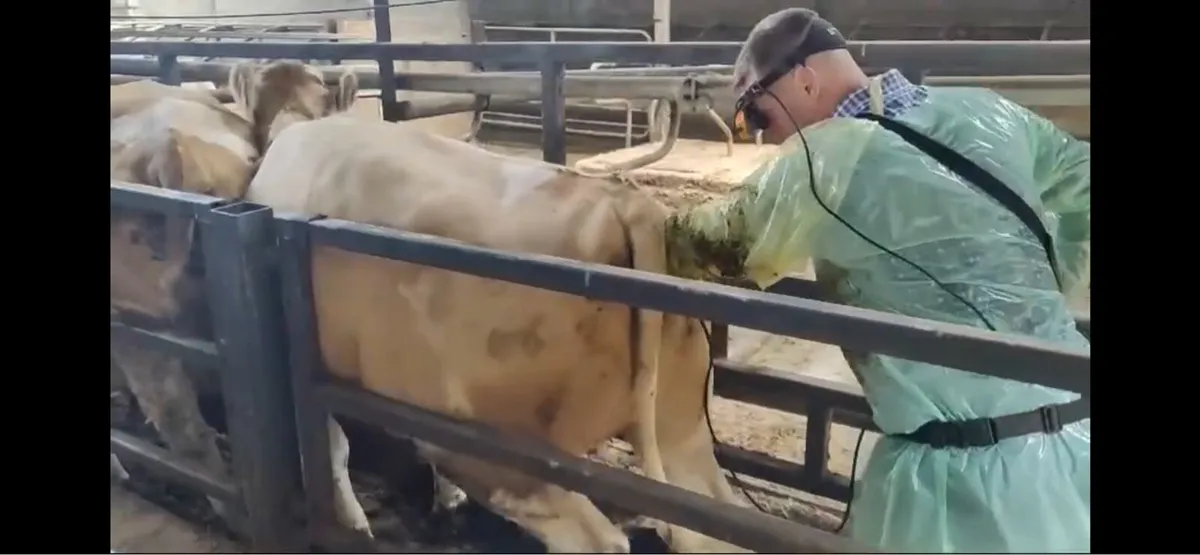 Hoof trimming and scanning - Image 2