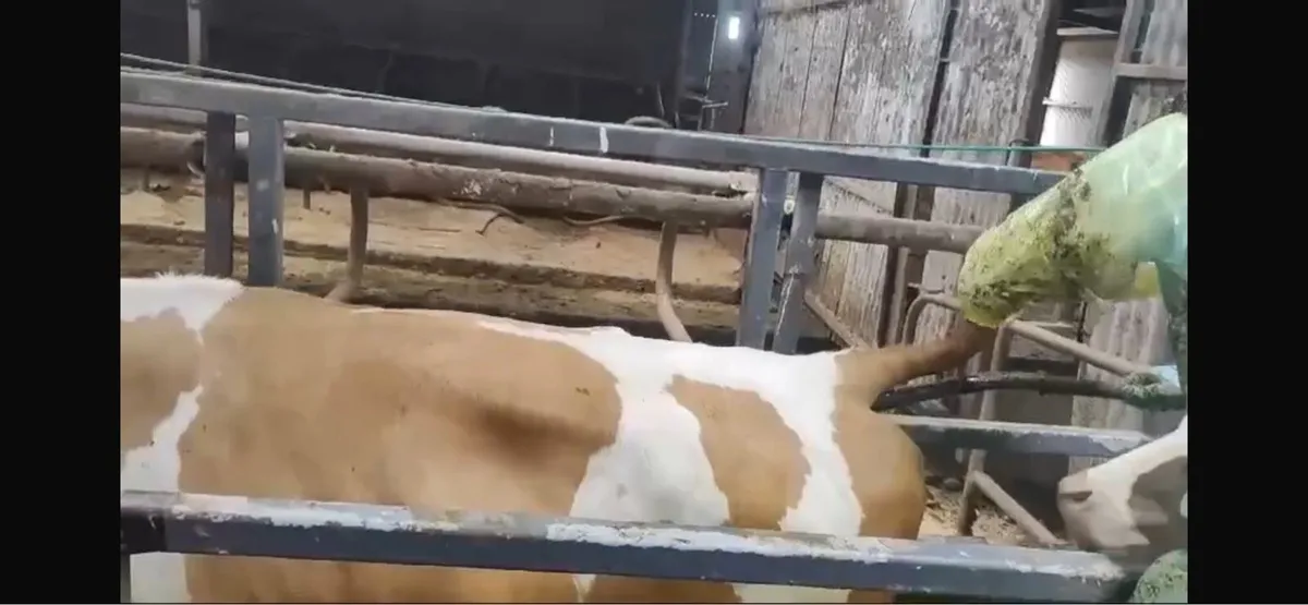 Hoof trimming and scanning - Image 3