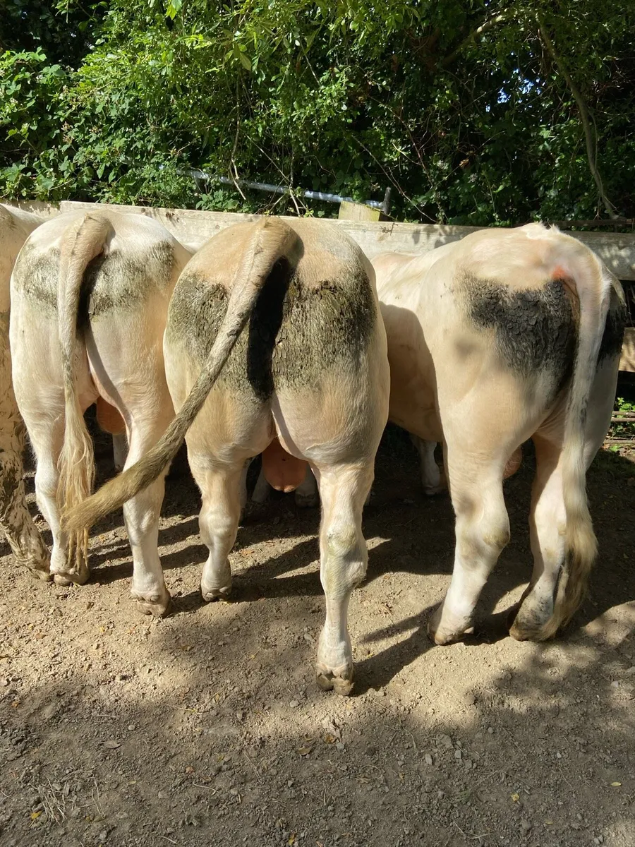 Easy Calving Charolais polled bulls - Image 2