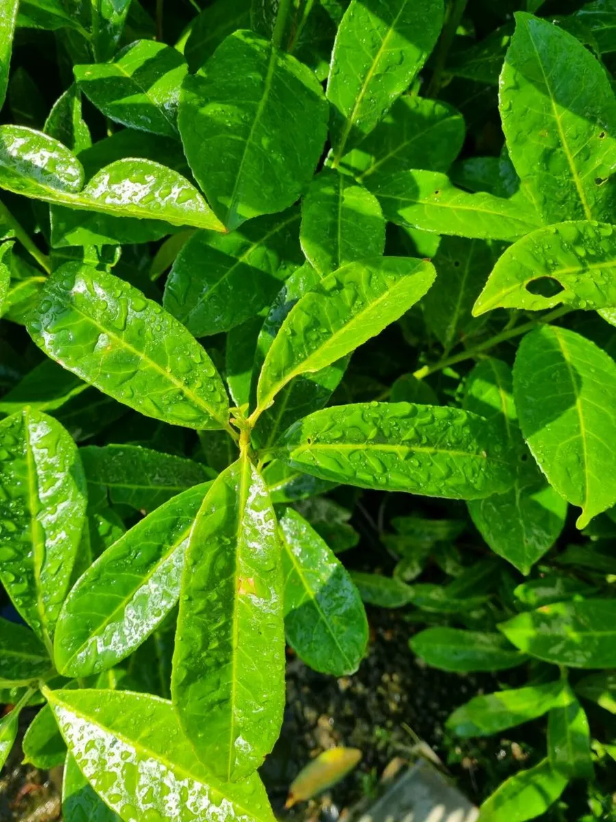 laurel hedging - Image 1