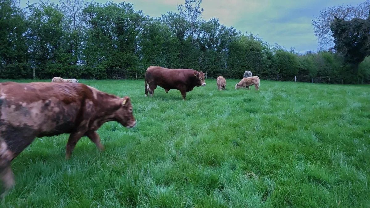 All Year round Liquid fertilisers - Image 1