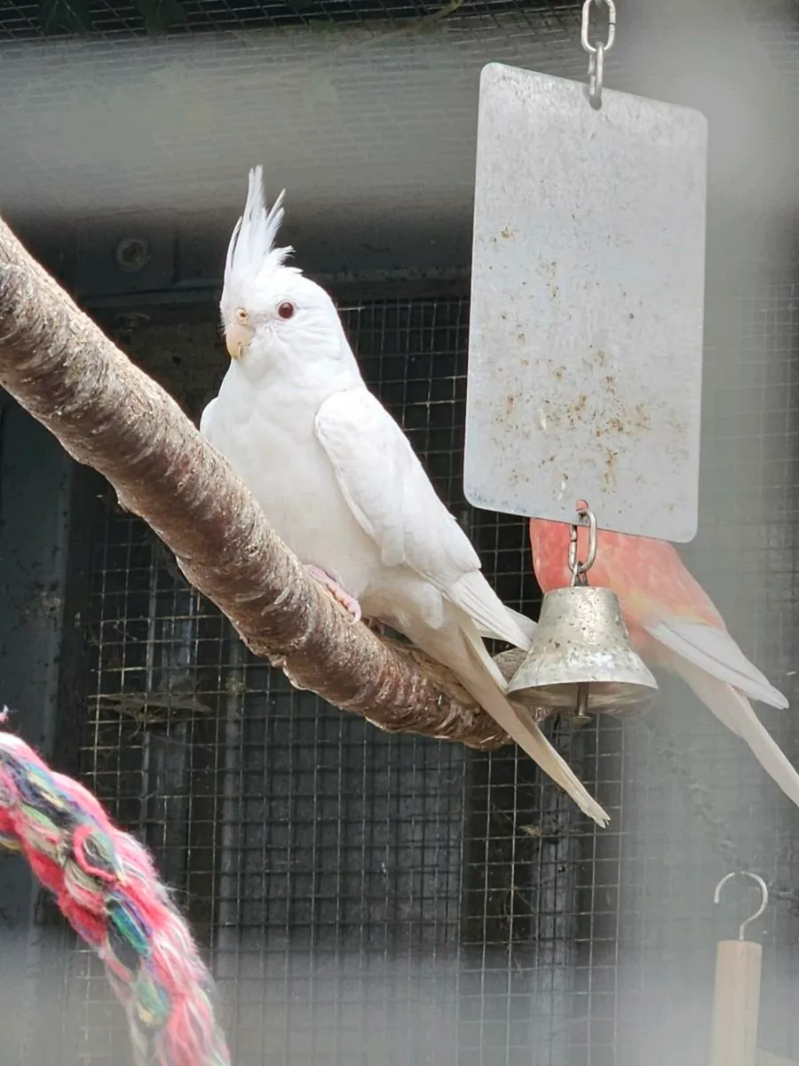 kakariki  Cocktails budgies - Image 2