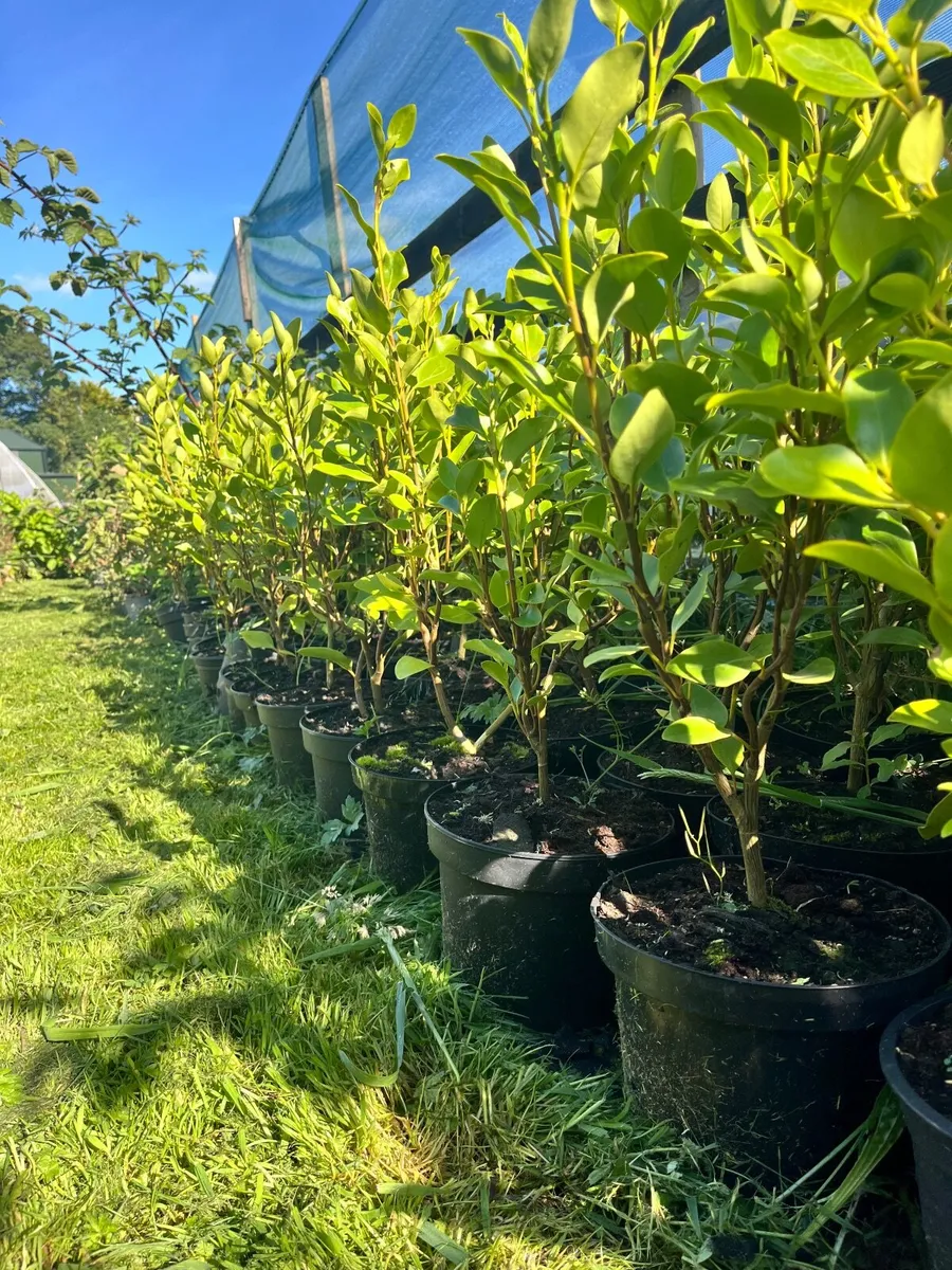 Griselinia, Laurel, Red robin fast growing hedge!! - Image 1
