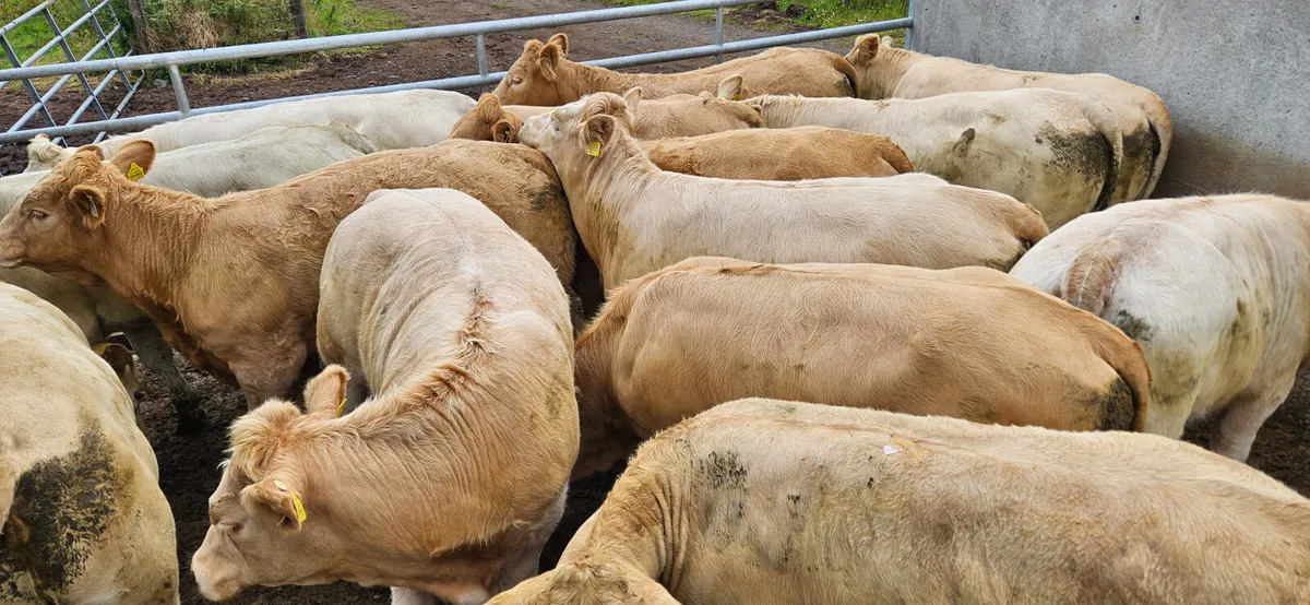 ****Super Store Heifers**** - Image 1