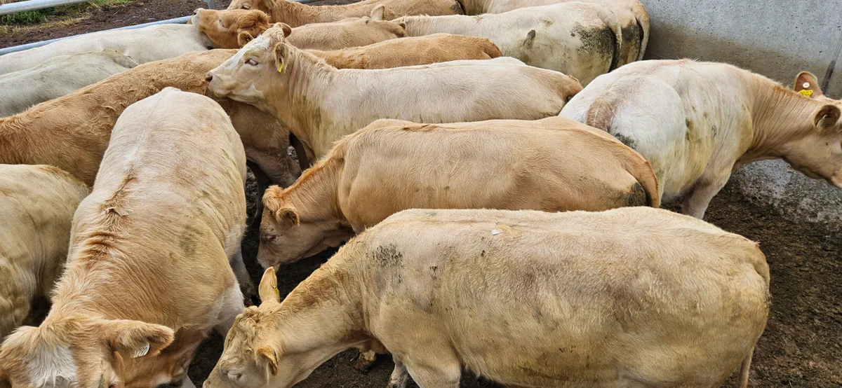 ****Super Store Heifers**** - Image 2