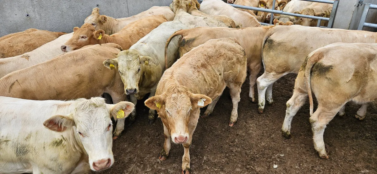 ****Super Store Heifers**** - Image 3