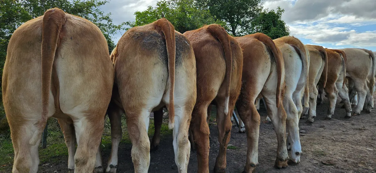 ****Super Store Heifers**** - Image 4
