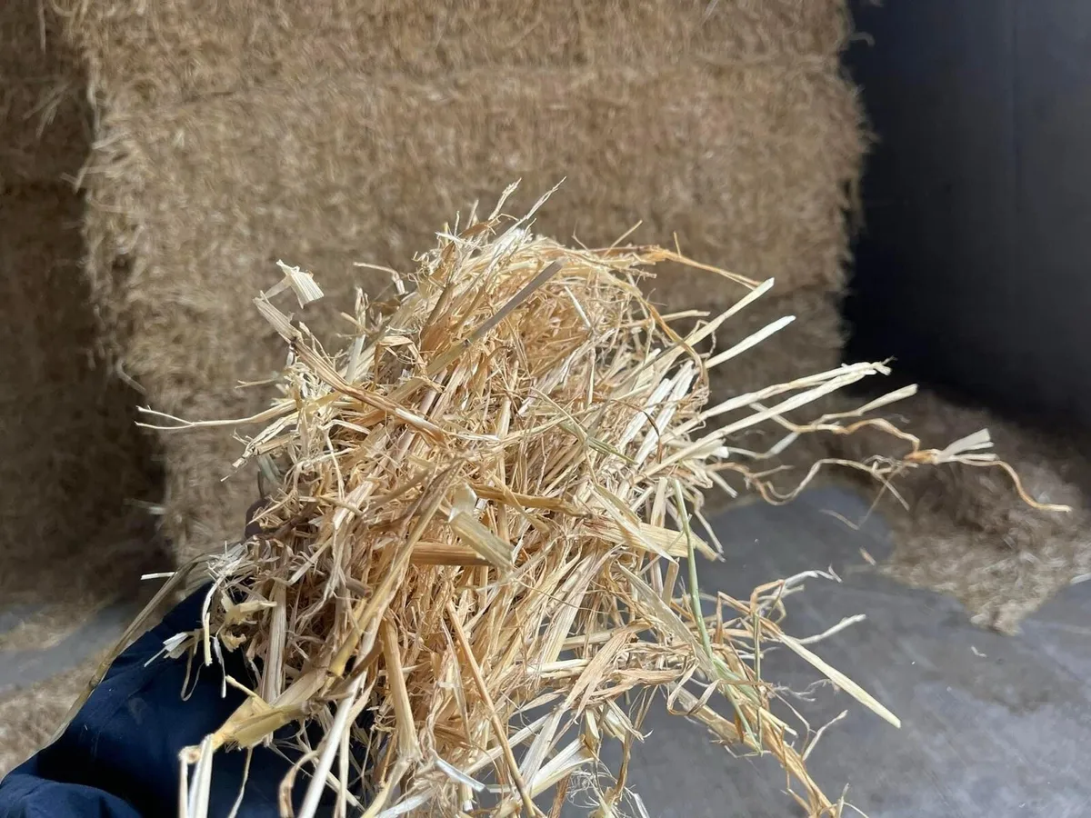 2025 Top Quality Chopped Spring Barley/Wheat Straw - Image 4