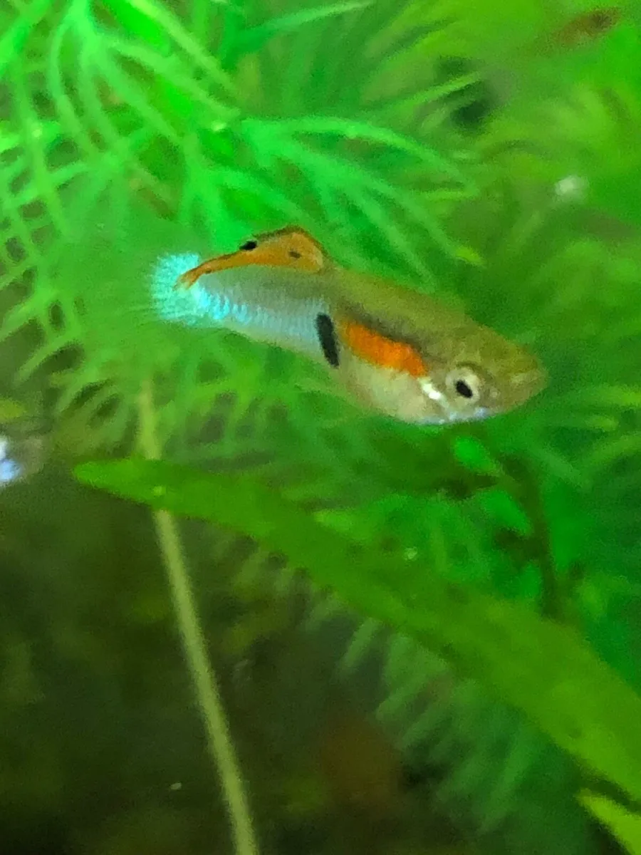 Guppies, Bichir and snails - Image 2