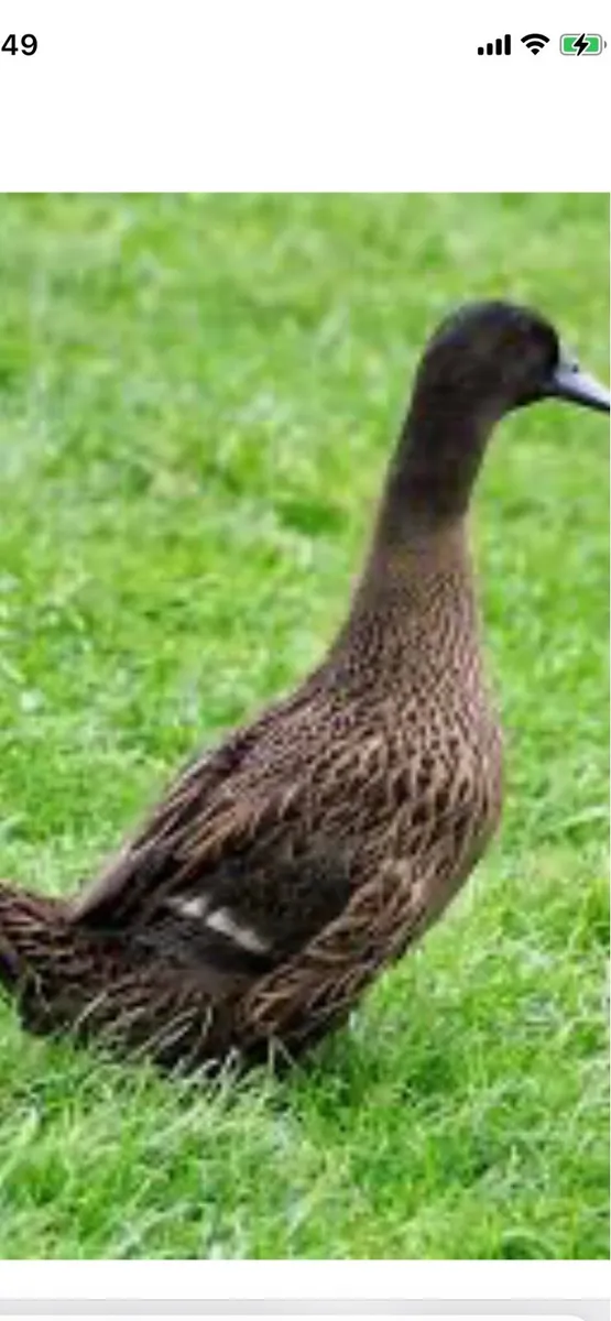 Ballina Mart Tuesday the 3th of march - Image 2