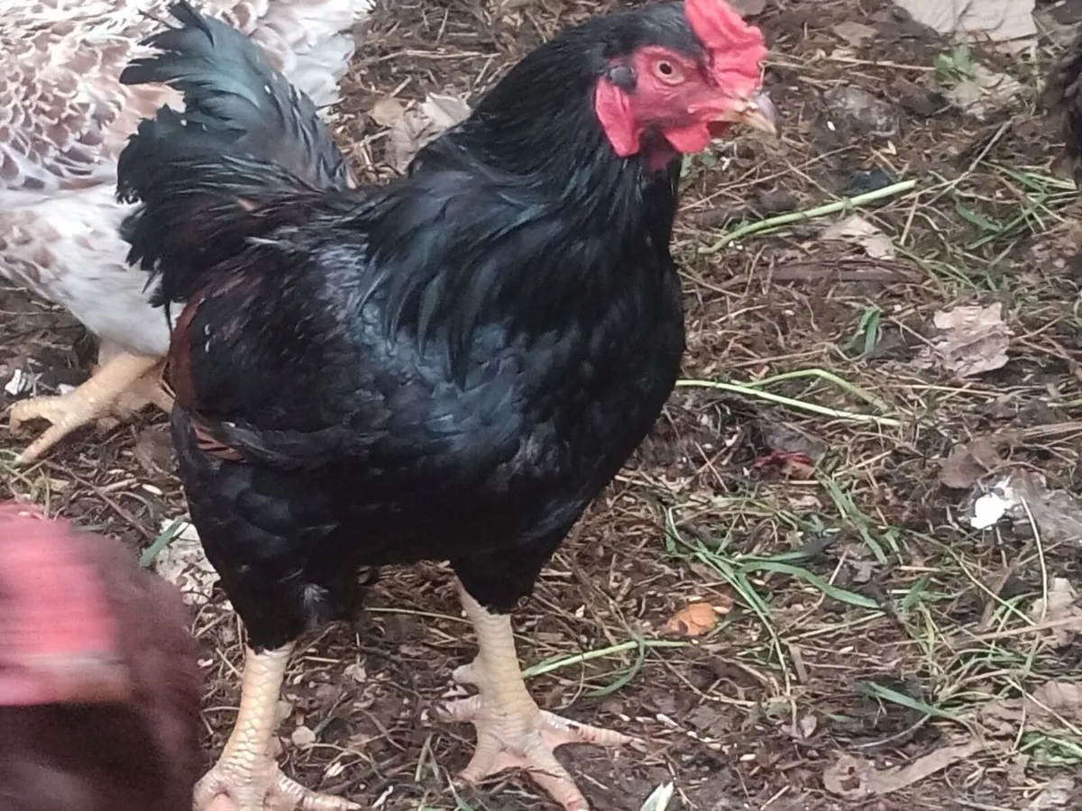 Dual purpose game bird eggs or le bressse eggs - Image 4