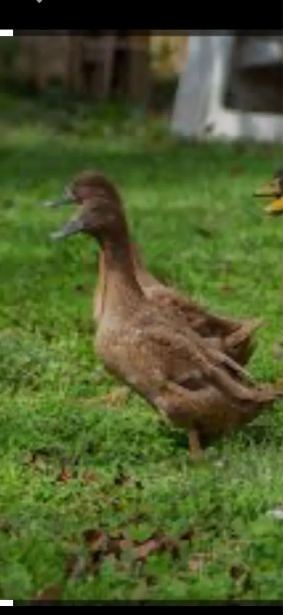 Ballinrobe mart Wednesday  the 4th of march - Image 3