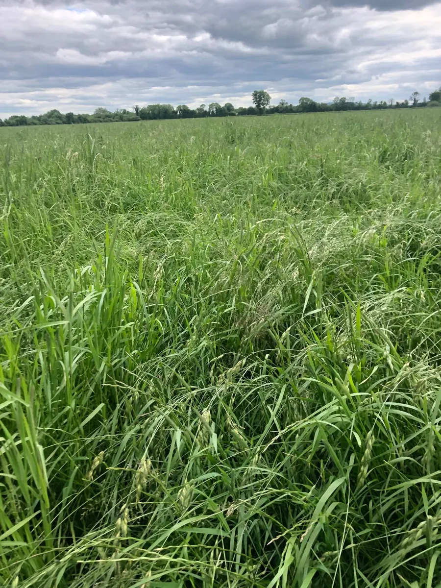 Small square bales of horse hay - Image 3