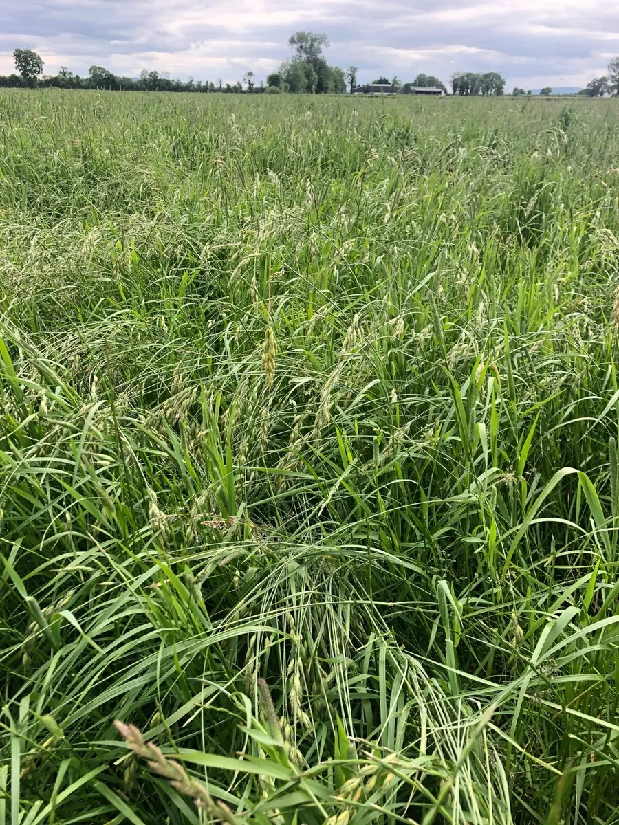 Small square bales of horse hay - Image 4