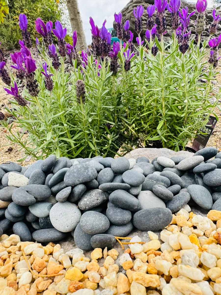 Memorial stones, polished grave pebbles - Image 2