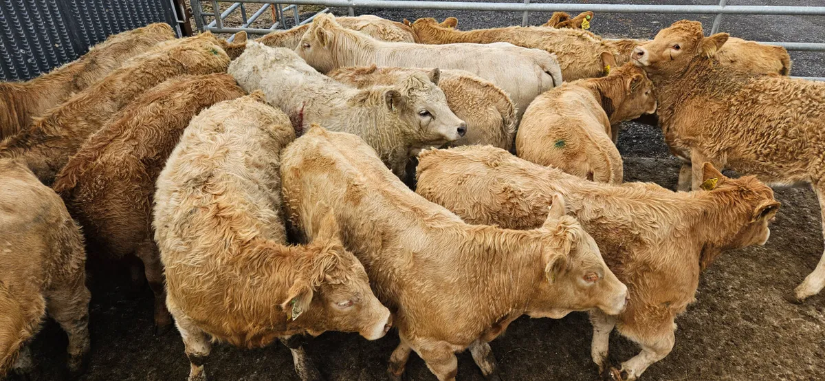 **Samshing Heifers in stock** - Image 2