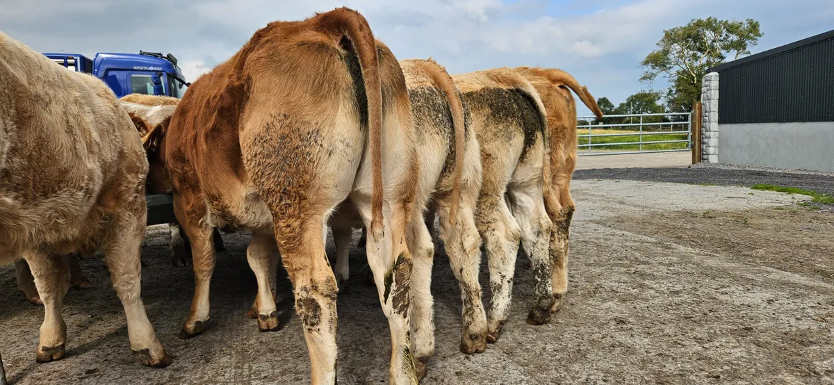 **Sashing U Grade Heifers in stock** - Image 1