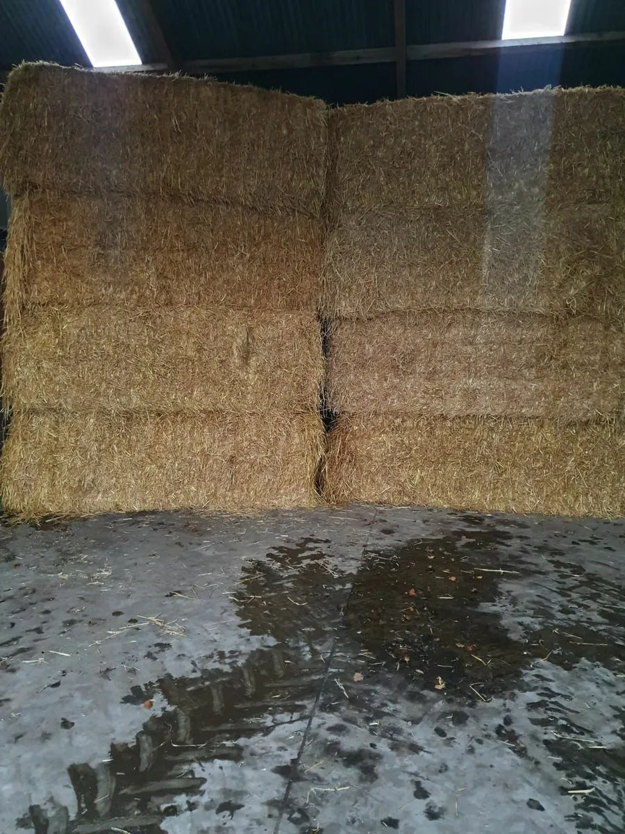 Barley, wheat and oak straw - Image 3