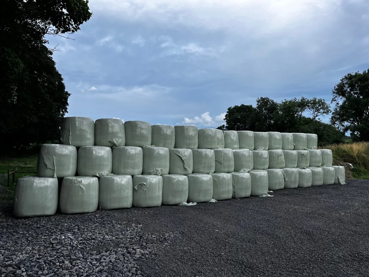 Dri-Bed Poultry litter - Image 4