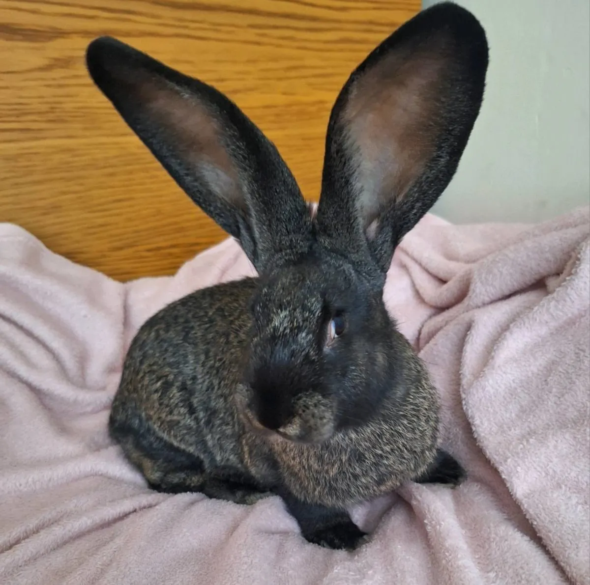 Giant rabbits - Image 1