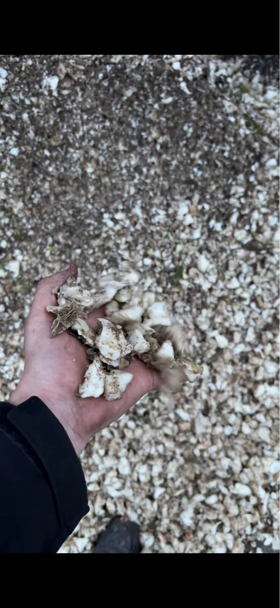 Beet and root chopper - Image 3