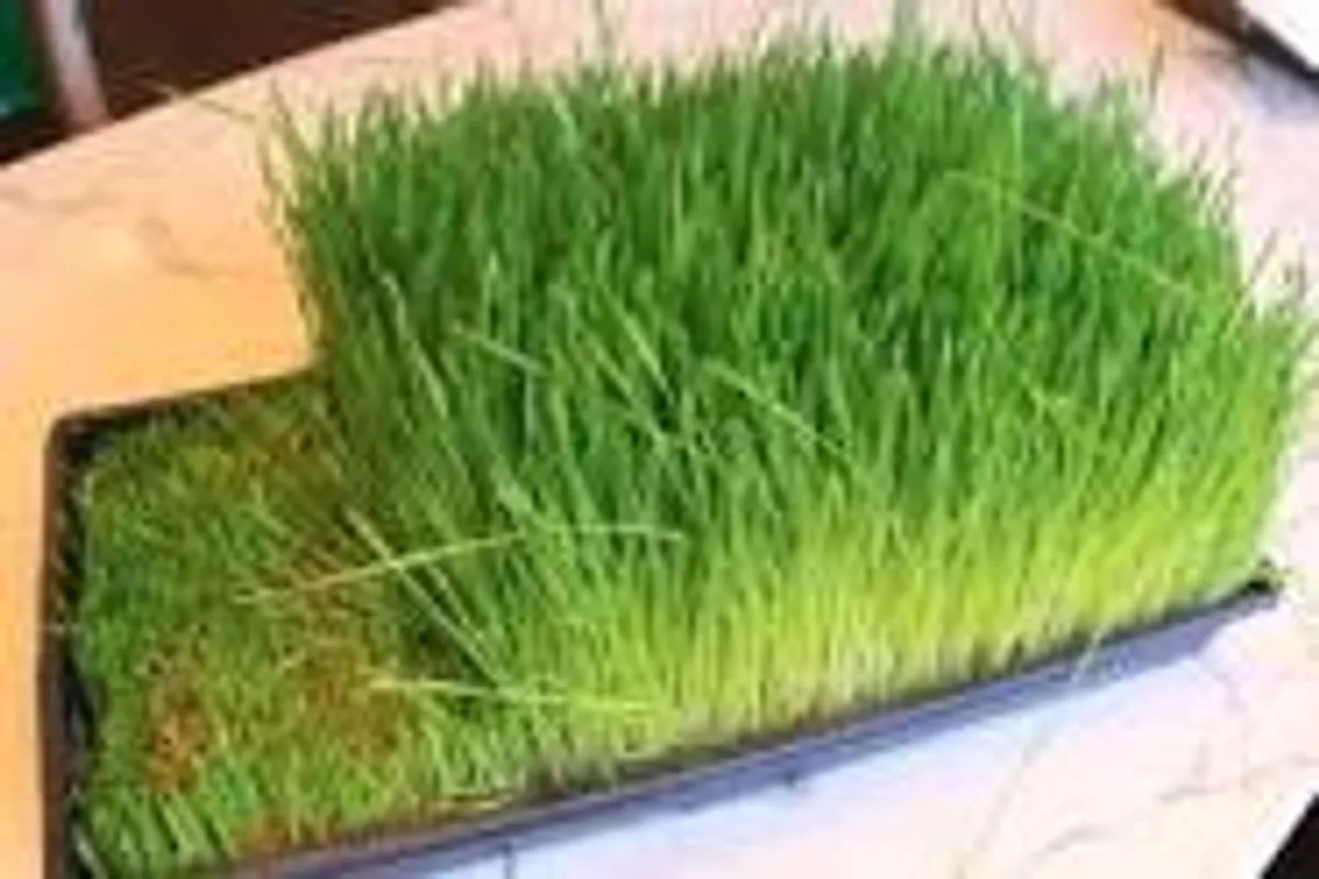 Organic Wheatgrass Seed - Image 4