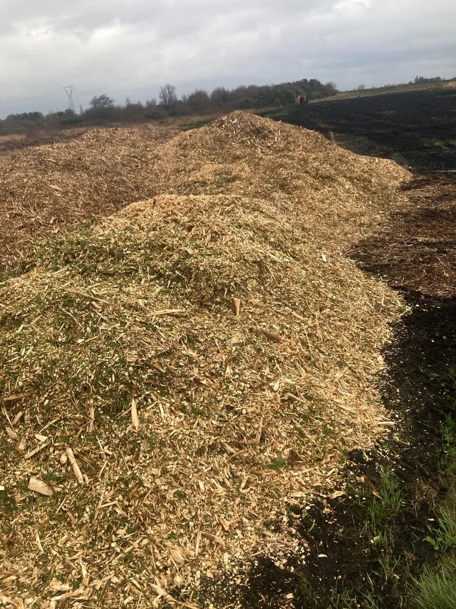 Wood chips, hard wood - Image 2