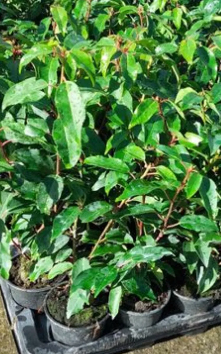 Cherry/Portuguese Laurel, Grisilinia, Robin Robin. - Image 3